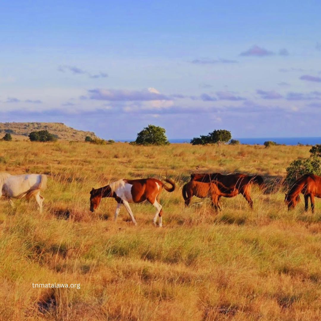 Taman Nasional Matalawa: Savana Sumba, Lanskap Menakjubkan